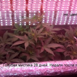 blue-mystic-automatic-nirvana-seeds.jpg