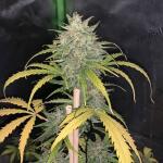 dossidos-cookies-autoflower-fem-easy-grow-seeds.jpg