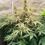 florida-sunrise-auto-fem-7ch-american.jpg