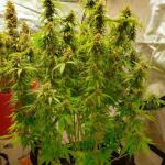 northern-lights-10-of-10-fem-seedkeepers.jpg