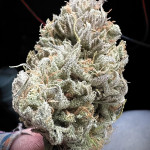 shawty-r1-fem-ethos-genetics.jpg