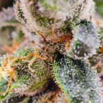 dozy-doz-fem-alphafem-seeds.jpg