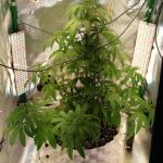 miracle-alien-cookies-mac-fem-7ch-american.jpg