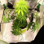 miracle-alien-cookies-mac-fem-7ch-american.jpg