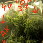 original-auto-ak-fem-fastbuds.jpg