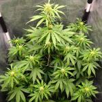 totally-alpha-og-auto-fem-alphafem-seeds.jpg