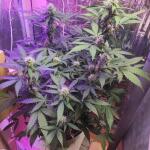 gorilla-auto-fem-Semyanich.jpg