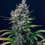 lemon-cherry-cookies-auto-fem-fastbuds.jpg