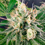 ddos-33-fem-herbies-seeds.jpg