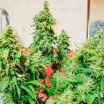 gorilla-4-autoflower-fem-easy-grow-seeds.jpg