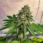 marshmallow-og-fem-compound-genetics.jpg