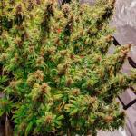 northern-lights-10-of-10-fem-seedkeepers.jpg