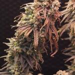 zookies-fem-7ch-american.jpg