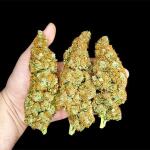 zup-auto-fem-fastbuds.jpg