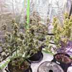 banana-purple-punch-auto-fem-fastbuds.jpg