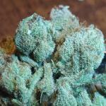 bubble-gummy-auto-fem-ethos-genetics.jpg