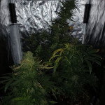 s.a.d.-sweet-afgani-delicious-auto-fem-sweet-seeds.jpg