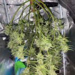 banana-purple-punch-auto-fem-fastbuds.jpg
