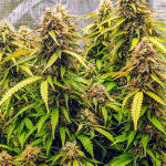 gorilla-glue-auto-fem-barneys-farm.jpg