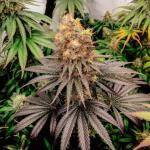 mac-n-jack-r1-fem-ethos-genetics.jpg