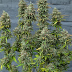 purple-punch-og-xl-auto-fem-sweet-seeds.jpg