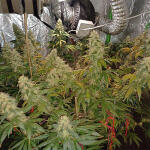 blueberry-hill-fem-herbies-seeds.jpg