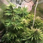cbg-force-fem-dutch-passion.jpg