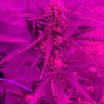 dossidos-cookies-autoflower-fem-easy-grow-seeds.jpg