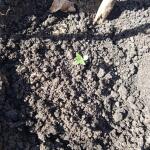 miracle-alien-cookies-mac-fem-7ch-american.jpg