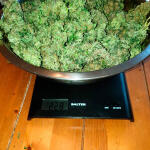 orange-sherbet-auto-fem-fastbuds.jpg