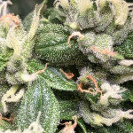 purple-punch-og-xl-auto-fem-sweet-seeds.jpg