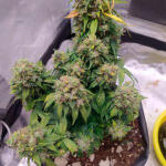 wedding-cake-auto-fem-Semyanich.jpg
