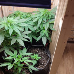 jack-47-auto-fem-sweet-seeds.jpg