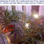 mikromachine-auto-fem-kannabia-seeds.jpg