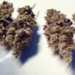 blueberry-muffin-fem-humboldt-seed-company.jpg