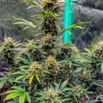 zup-auto-fem-fastbuds.jpg