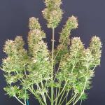 hellfire-og-auto-fem-7ch-american.jpg