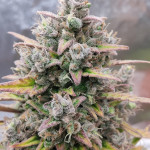 purple-punch-og-xl-auto-fem-sweet-seeds.jpg