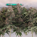diablo-rojo-xl-auto-fem-sweet-seeds.jpg
