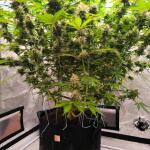 eleven-roses-early-version-fem-delicious-seeds.jpg