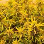 gorilla-crunch-auto-fem-Semyanich.jpg