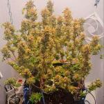 gorilla-crunch-auto-fem-Semyanich.jpg