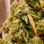 grandaddy-purple-fem-blimburn-seeds.jpg