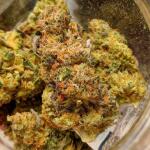 jealousy-kush-fem-seedkeepers.jpg