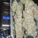 liberty-haze-fem-barneys-farm.jpg