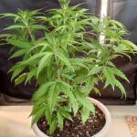 miracle-alien-cookies-mac-fem-7ch-american.jpg