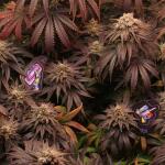 zookies-fem-7ch-american.jpg