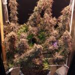 zookies-fem-7ch-american.jpg