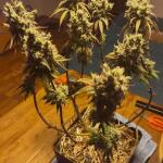 blueberry-muffin-fem-humboldt-seed-company.jpg