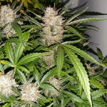 bruce-banner-auto-fem-Semyanich.jpg